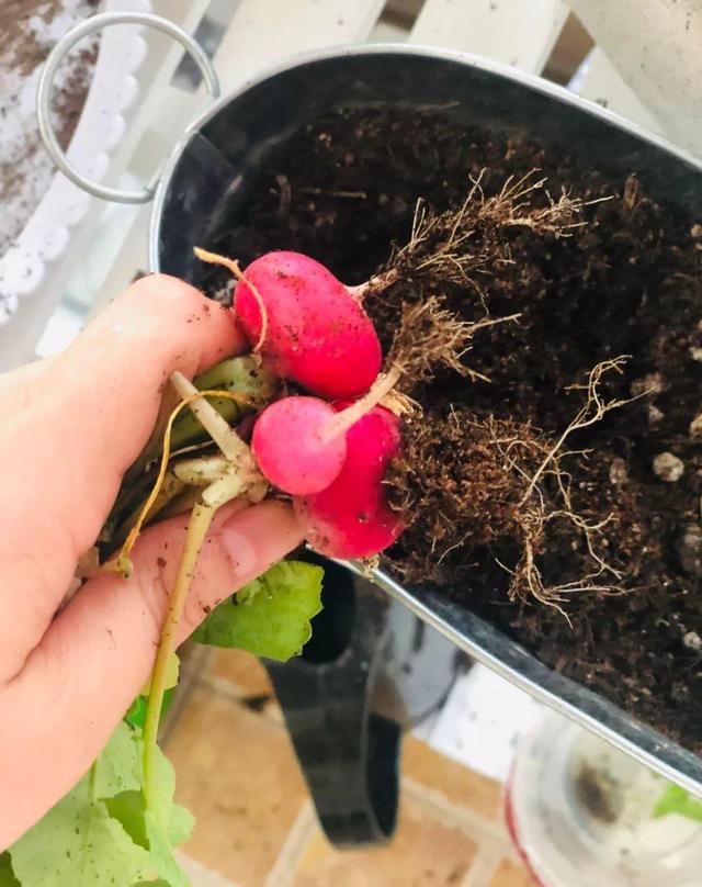 怎么种萝卜芽，萝卜发芽怎么种（春天种盆小萝卜）