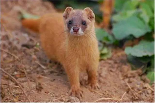 臭鼬和黄鼠狼的区别，臭鼬是黄鼠狼吗（为什么很少有人敢养殖）