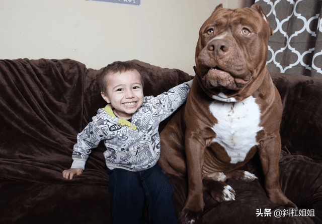 世界最大斗牛犬，世界上最大的斗牛犬是哪个品种（该狗重150斤）