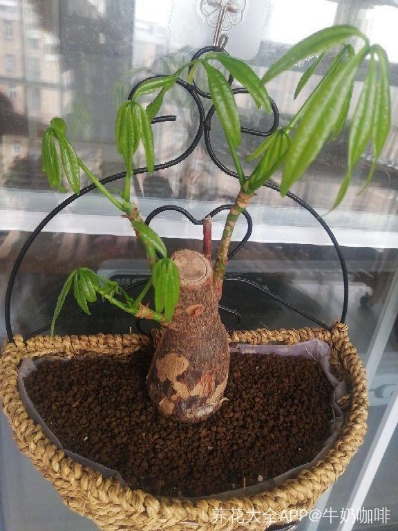 发财树可以扦插繁殖吗，发财树扦插繁殖方法（发财树养一盆就够了）