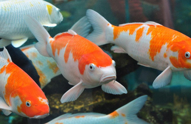 庭院鱼池风水讲究与禁忌，庭院做鱼池也是有讲究的