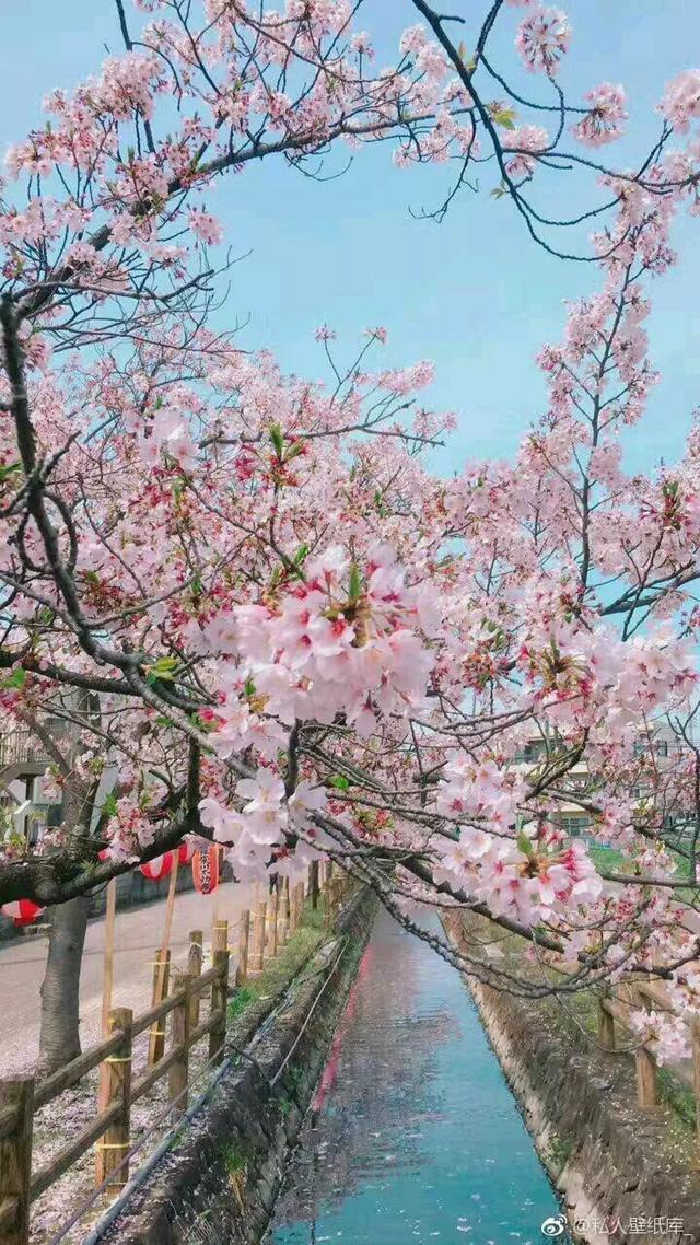 【樱花背景图】,樱花背景图片(唯美樱花背景壁纸图)