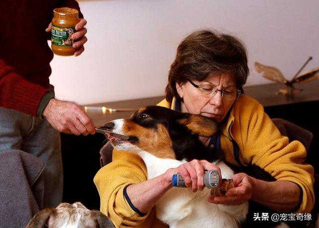 被装在包包里的毛孩纸，被装在包包里的毛孩纸怎么处理（铲屎官为毛孩们所做的事情让人感动图片）