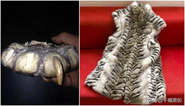 狼牙什么属相的人不能佩戴，不适合带狼牙的属相（这5种动物首饰你还敢戴）