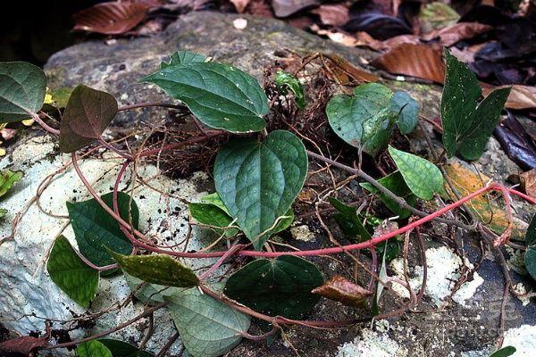 海风藤.青风藤.丁公藤.徐长卿.川乌.路路通.昆明山海棠.伸筋草.木瓜.