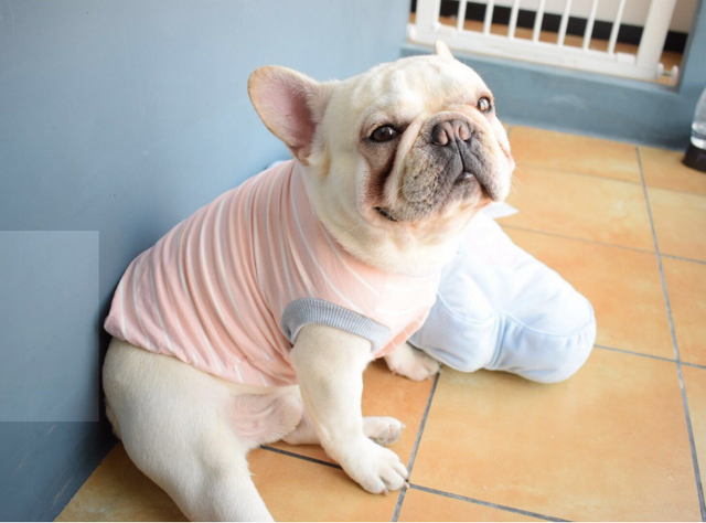 狗种类大全及名称，狗狗品种名称大全（“超可爱”的8种狗）