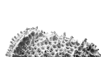 寒武纪中的主要生物有哪些，世界上最早的寒武纪时期的大型生物是什么（海洋里的生物是五颜六色的吗）