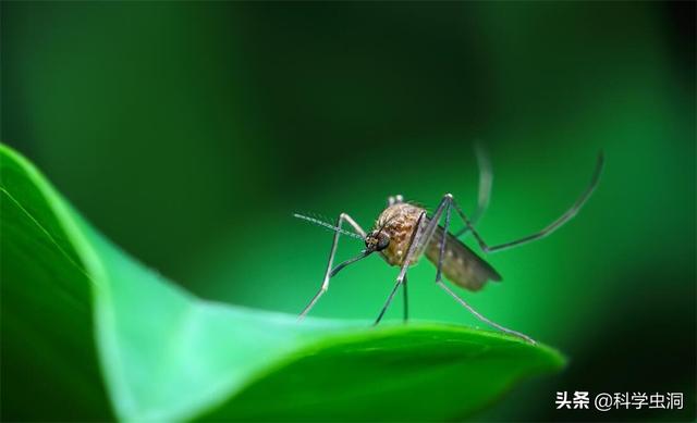 孑孓的图片，孑孓的图片的很大尾巴变得很小是什么状态（能当英雄也能当屠夫）