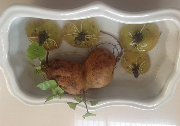 水培土豆种植方法步骤，土豆水培如何种植（水培4步操作到位）