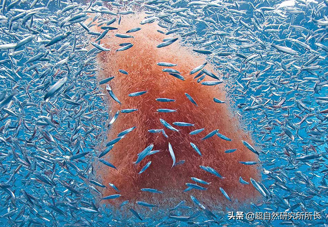 海底最深处的生物，10000米恐怖深海鱼（南极深处真的存在巨大的生物吗）