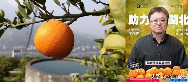 伦晚为什么叫伦晚，为什么叫伦晚（除了像它的名字一样）