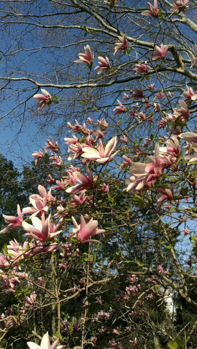 关于桃花最出名的诗句，关于桃花最出名的诗句有哪些（86句关于桃花的唯美诗句）
