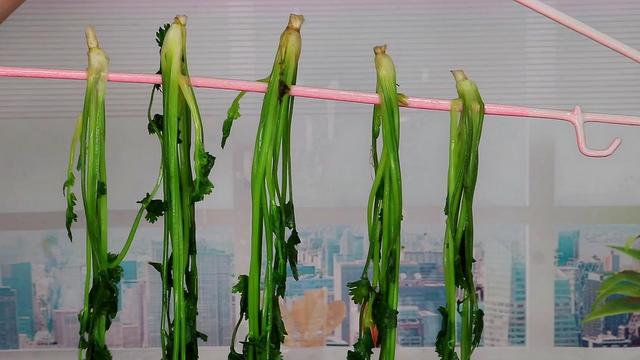 香菜怎么保存新鲜不烂，香菜怎么保存新鲜不烂放冰箱（卖菜大爷偷偷告诉我）