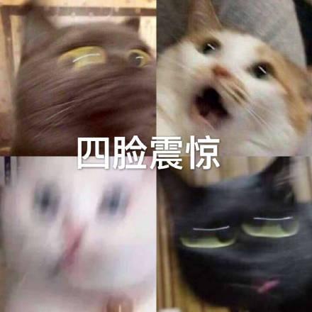 白面狸属于几级保护动物，白面狸长什么样子（考过拿证就能领2000元奖励）