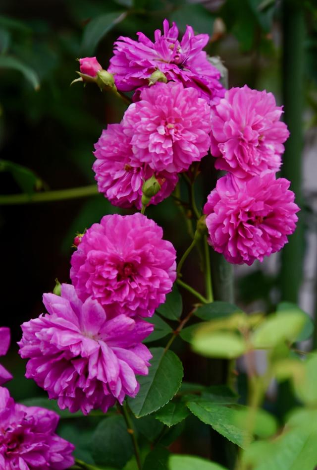 月季小苗品种，送你一份“清单”