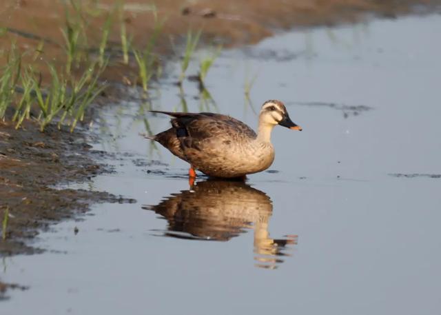 野鸭的种类有哪些，野鸭子有哪几种（TA就是野鸭中最靓的仔）