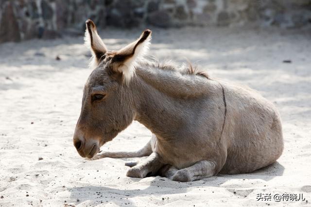 柳宗元三戒的寓意是，柳宗元的《三戒》指的是（与“黔驴技穷”同属一组文章的还有两则寓言）