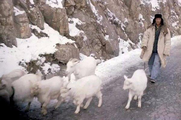 1981年属鸡人永远最旺的数字，1981年属鸡的幸运数字和颜色（时光记忆：1981年的中国）