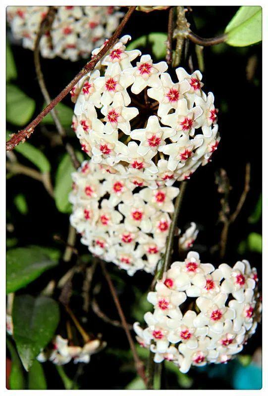 类似爬山虎的植物有哪些，除了爬山虎还有什么植物（7种超强繁育能力爬墙花）