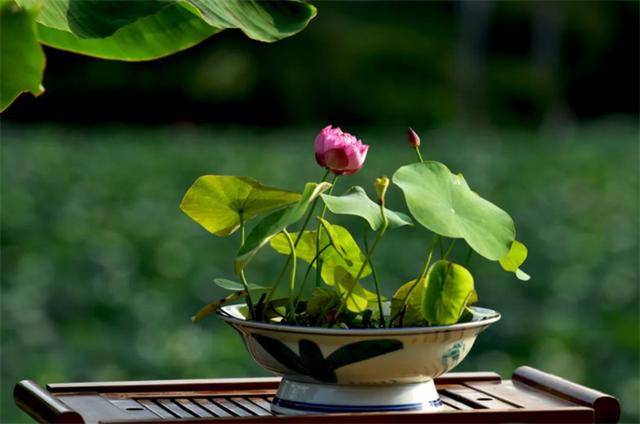 无土水培碗莲发芽后怎么养，无土水培碗莲的种植方法和注意事项（情况换水避免腐烂）