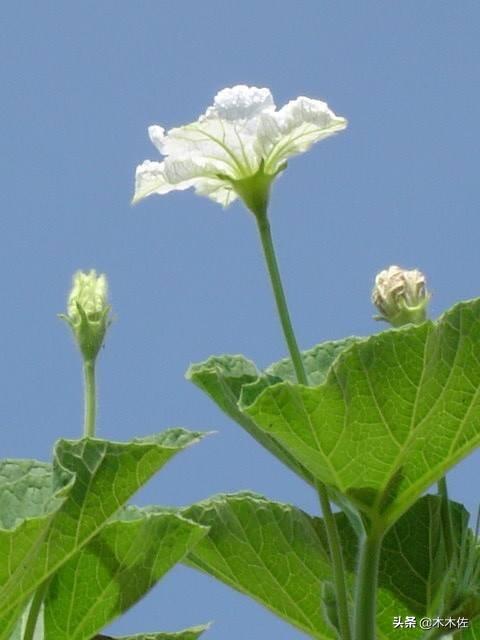 夕颜花是牵牛花吗，夕颜花的花语（夕颜花是牵牛花吗）