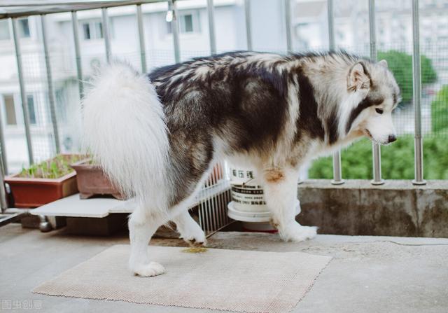 养阿拉斯加的禁忌，阿拉斯加犬为什么不建议养（阿拉斯加雪橇犬的优缺点及饲养方法并不是每个人都适合）