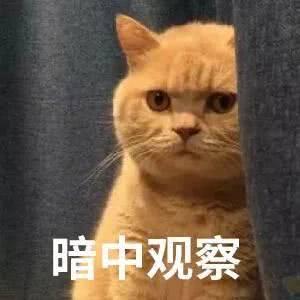 猫为什么喜欢看人上厕所，为什么猫喜欢看人上厕所（猫咪为什么喜欢“盯着”主人看）