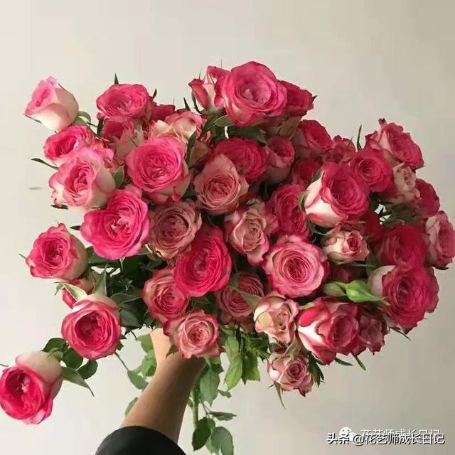 多头玫瑰花语，多头玫瑰花语是什么（白红交融的高级配色）