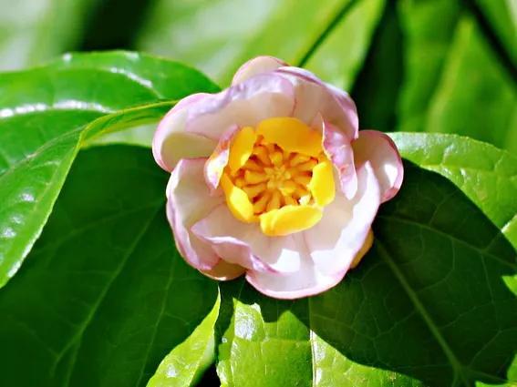 夏腊梅，美国夏腊梅，这种国家珍稀花正是结果期（美国夏腊梅什么价格）