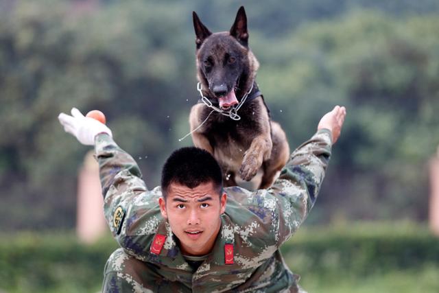 养马犬的十大坏处，养马犬的十大优缺点（为什么大家都不太敢养“马犬”）