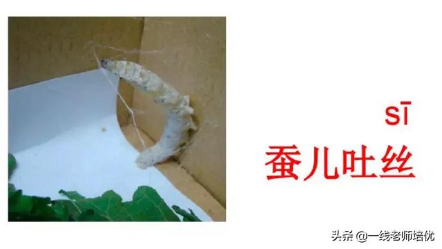 音序是什么?音节又是什么，音序是什么（小学汉语拼音——整体认读音节）