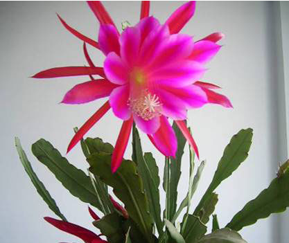 令箭荷花的养殖方法和注意事项，令箭荷花的养殖方法（开出一片“荷花海”）