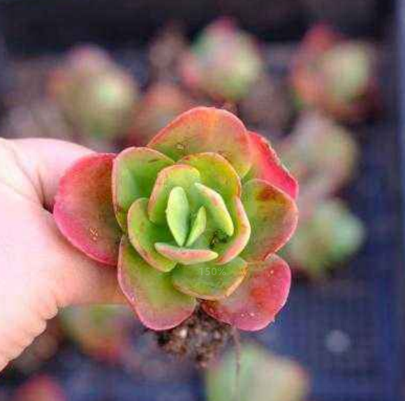 梅花的形状颜色姿态都有什么，梅花的形状颜色姿态都有什么特点（这种红梅“一朵”就开满一盆）