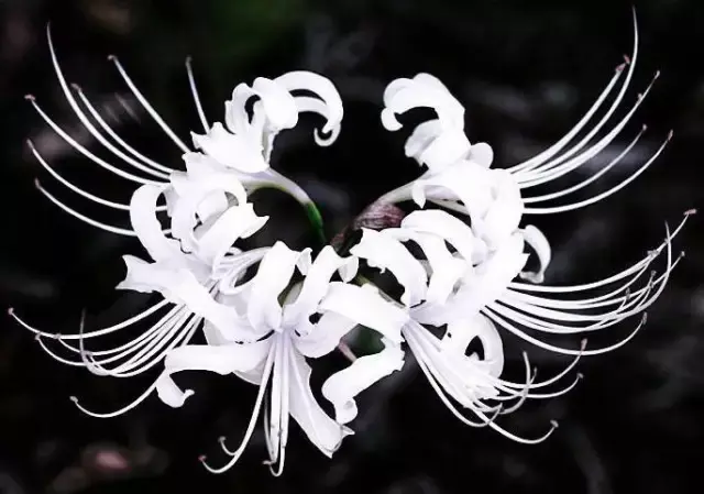 彼岸花，微信头像，彼岸花（48张彼岸花图，真是美极了）