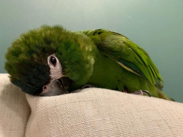 栗额金刚鹦鹉价格，栗额金刚鹦鹉图片（最便宜的金刚鹦鹉不足万元）