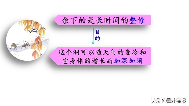 蟋蟀的住宅指的是什么，蟋蟀的住宅 是指什么（第三单元《蟋蟀的住宅》课文讲析）