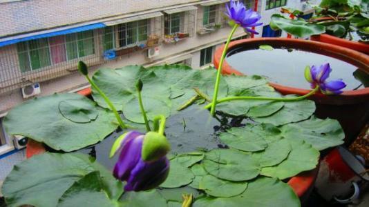 怎么样种植睡莲，睡莲种植方法 家养（在家赏睡莲不是梦）