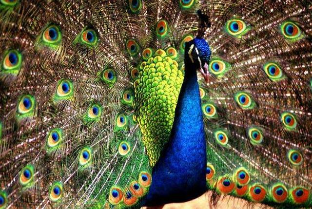 孔雀尾巴的作用，孔雀的尾巴有什么作用（为何孔雀会进化出毫无用处的尾巴）