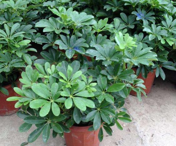 鹅掌木叶子发黄发黑脱落怎么回事，鹅掌木叶子发黄的原因及解决方法（3种“情况”及时解决）