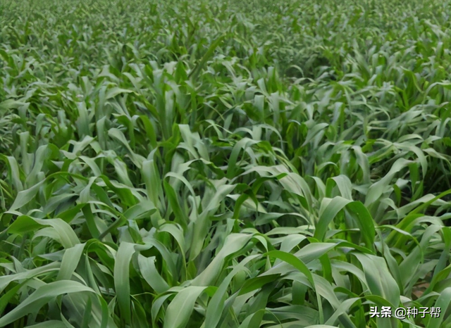 墨西哥玉米草缺点，墨西哥玉米草种植管理技术（墨西哥玉米草亩产3万公斤）