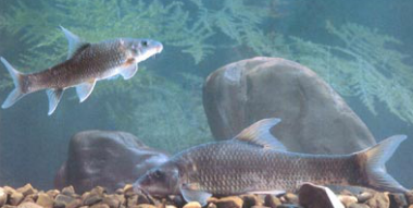 三叶唇鱼介绍，双唇鱼学名叫什么（鱼类：中国淡水鱼类图谱）