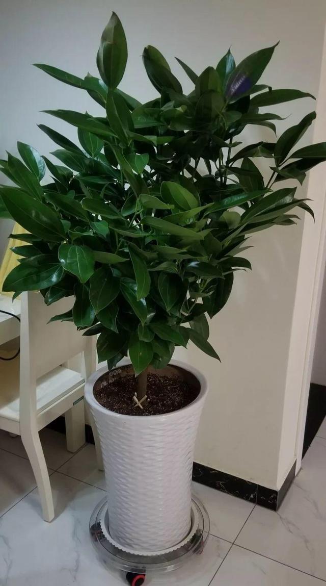 鹅掌柴的作用与功效，鹅掌柴的功效与作用（一养就能养20年）