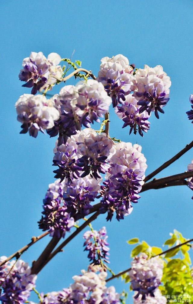 紫藤花的花语和寓意，紫藤花的寓意（我喜欢紫藤花）