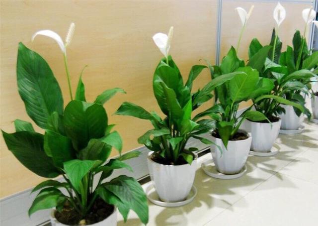 一帆风顺怎么养，一帆风顺如何养（注意光照、温度和浇水）