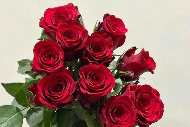 各种玫瑰花的含义，各色的玫瑰花有什么含意（一篇文章认全花店必备80种玫瑰花）