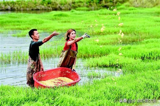 自己在家怎么养小龙虾，自己在家怎么养小龙虾苗（不买任何饲料投喂小龙虾）