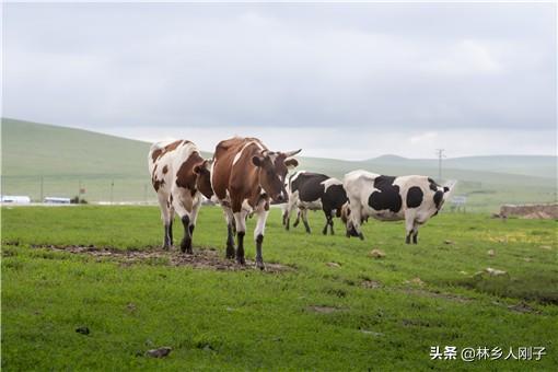 牛怀孕几个月生产，牛怀孕多久（一头母牛可以繁殖几年）