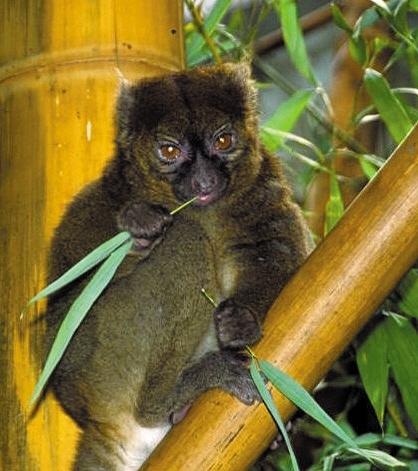 常见的猴子有哪些种类，猴子都有什么种类（但种群已濒临灭绝的边缘）