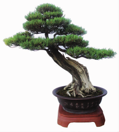 崖柏的养护要点(崖柏 柏树的区别)-柯彬网