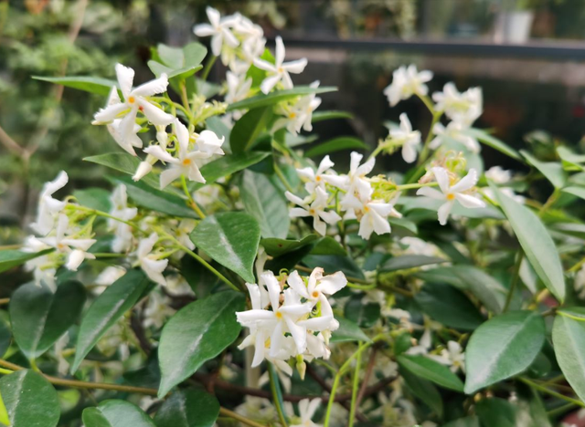 紫茉莉（紫茉莉花），农村院里的3种茉莉花（紫茉莉 茉莉）